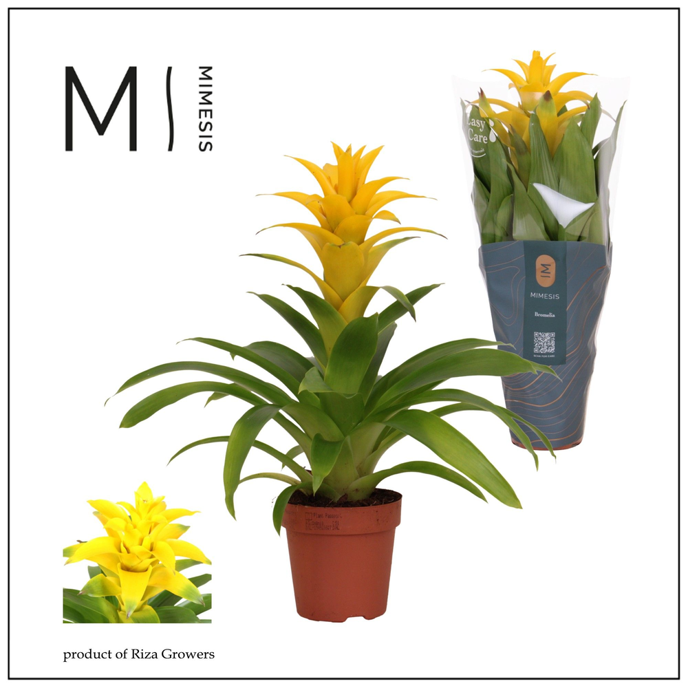 Mimesis Guzmania Diana -12 cm.