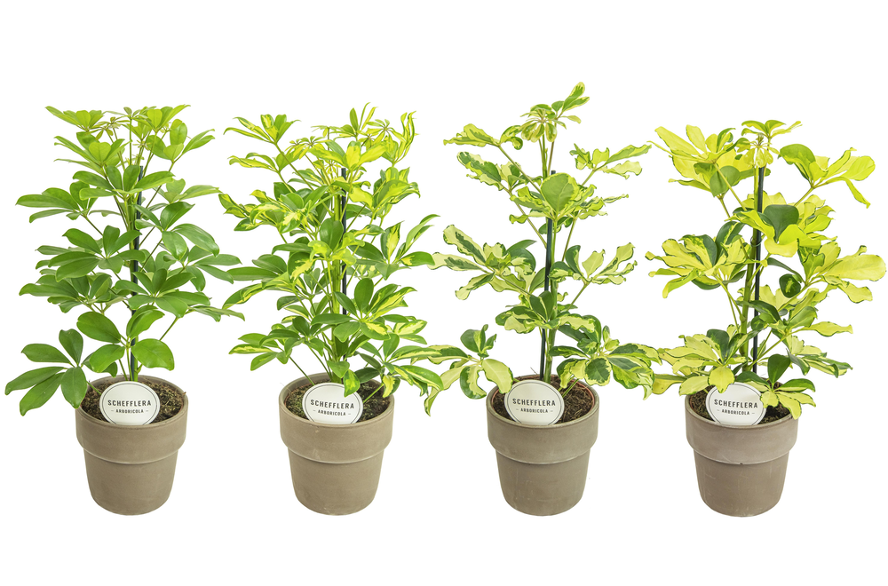 Schefflera Mix in Terracotta Grijs.
