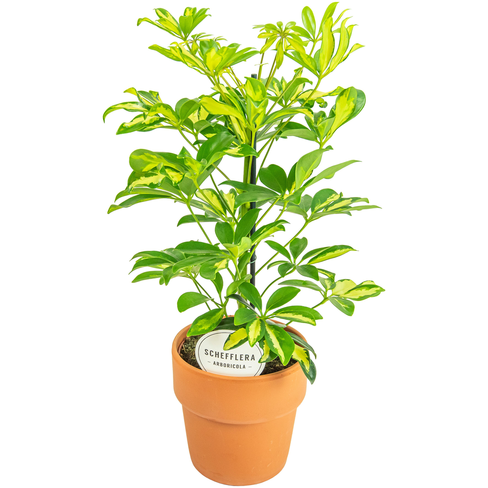 Schefflera Gerda in Terracotta Oranje.