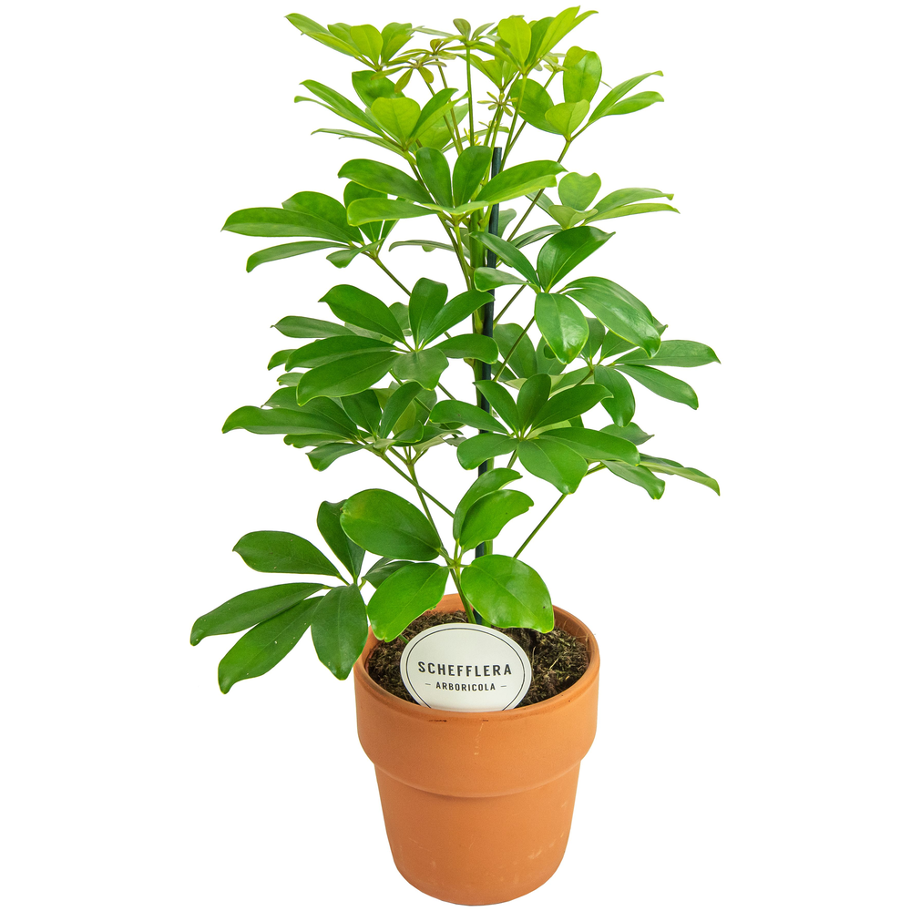 Schefflera Nora in Terracotta Oranje.