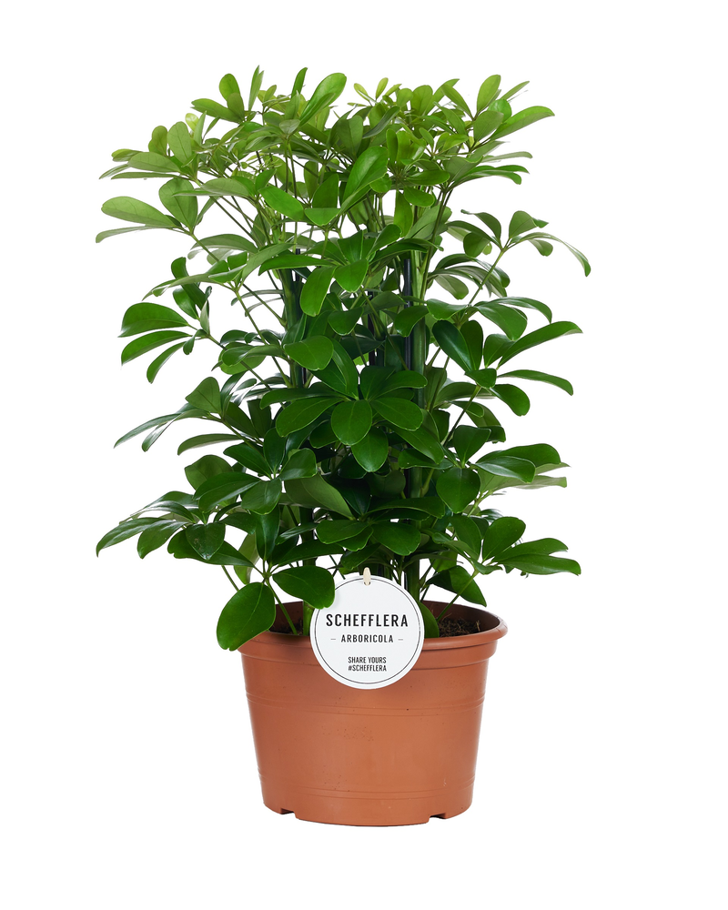Schefflera Nora Toef.