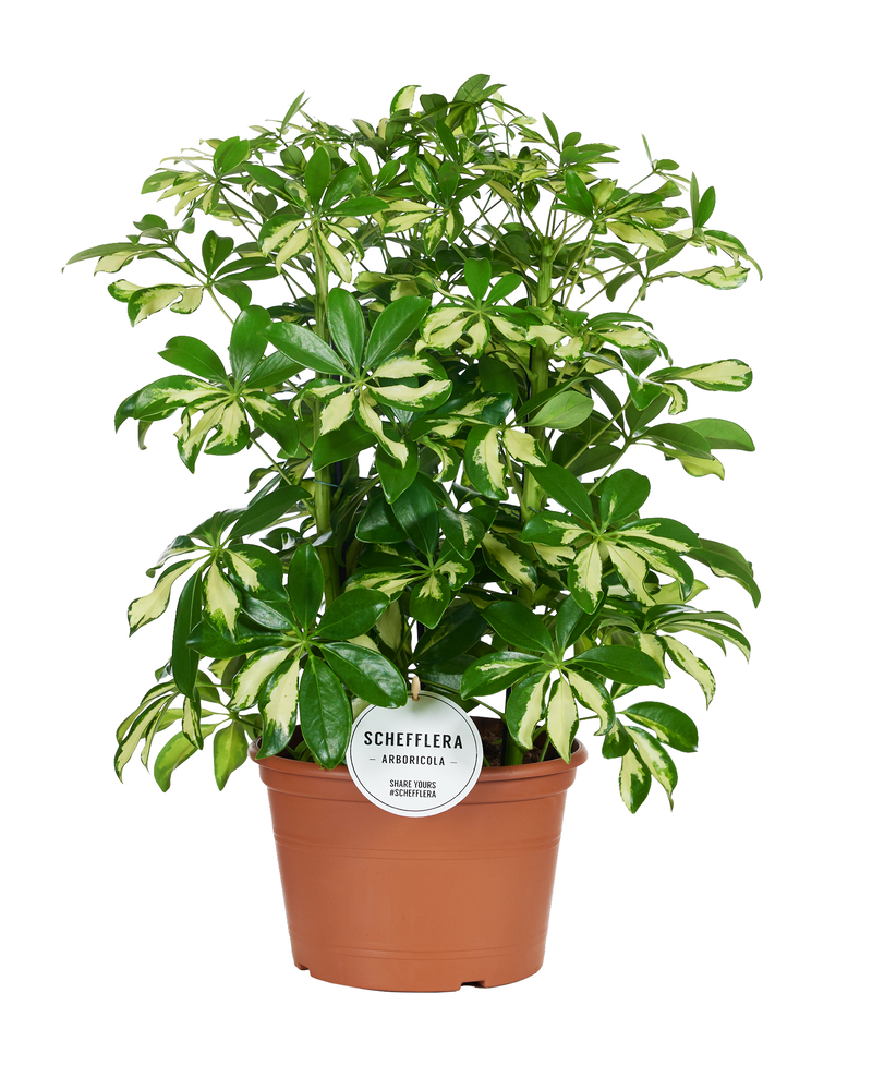 Schefflera Gerda Toef.