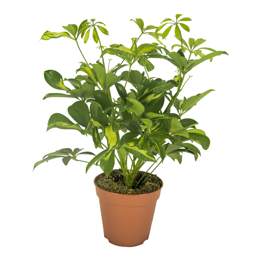 Schefflera Gerda Vertakt.