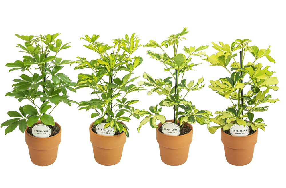 Schefflera Mix in Terracotta Oranje.