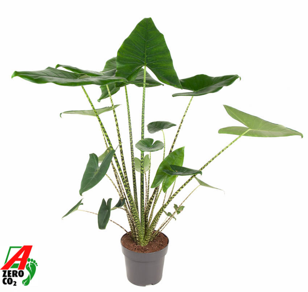 Alocasia Zebrina (NO GAP).
