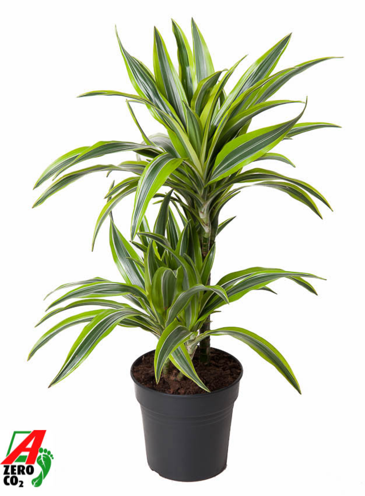 Dracaena Lemon Lime 30-10.