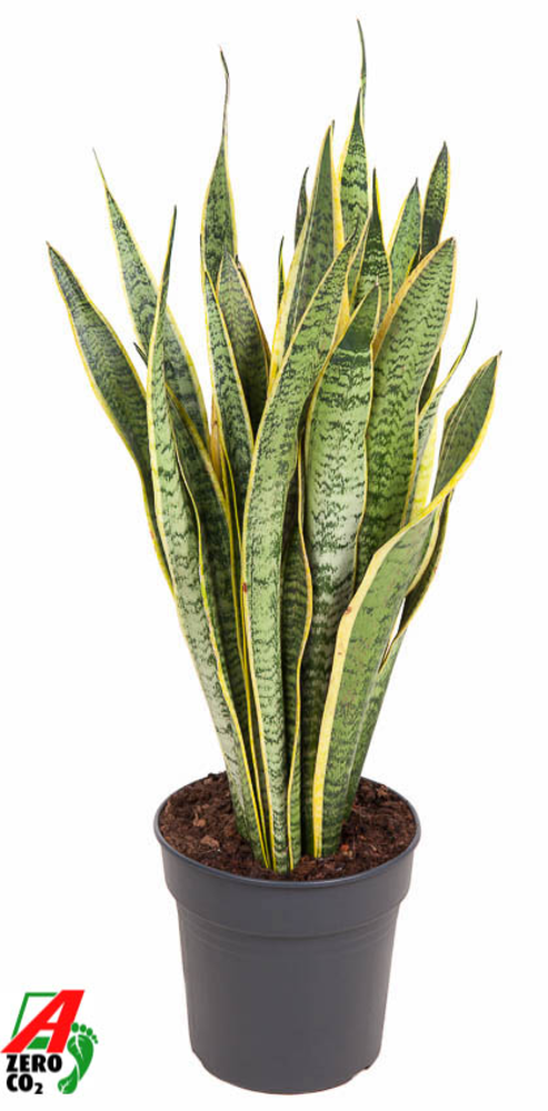 Sansevieria Laurentii P24.
