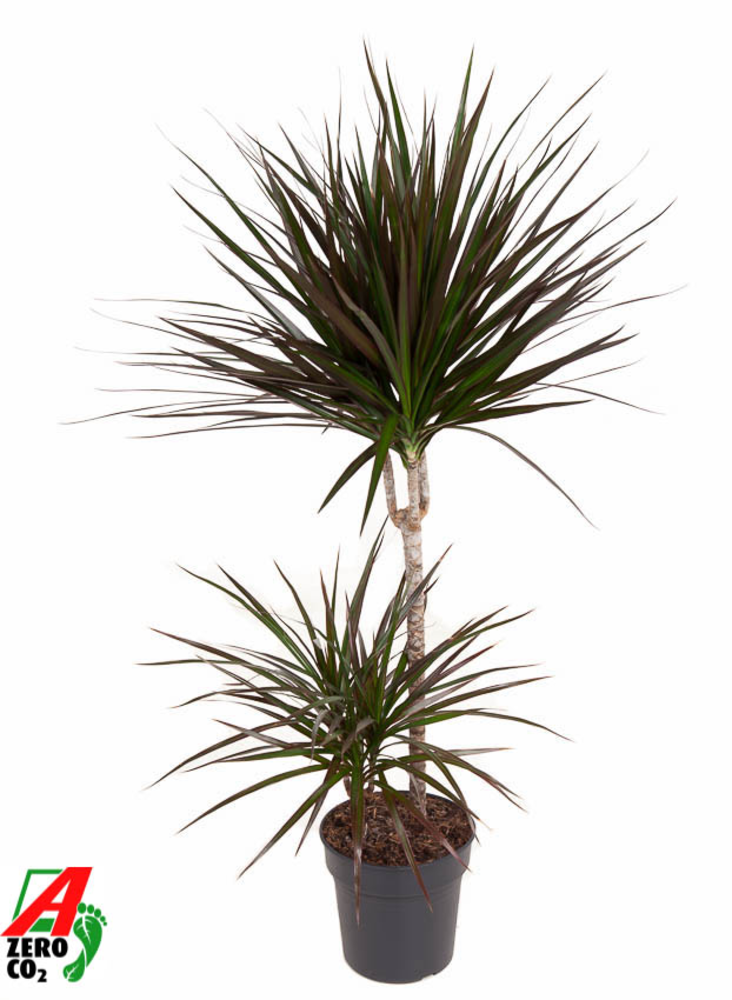 Dracaena Magenta 45-15.