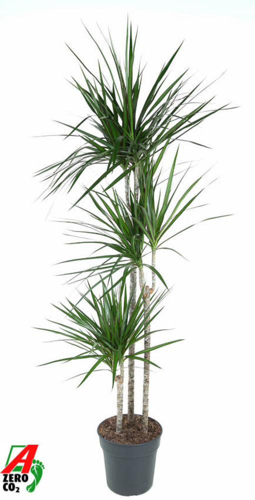 Dracaena Marginata 90-60-30.