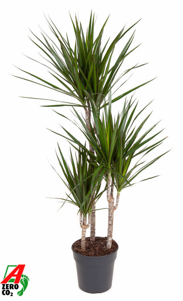 Dracaena Marginata 60-30-15.