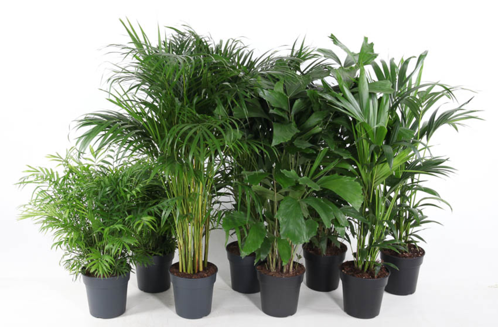 Mix Palm pot 21.