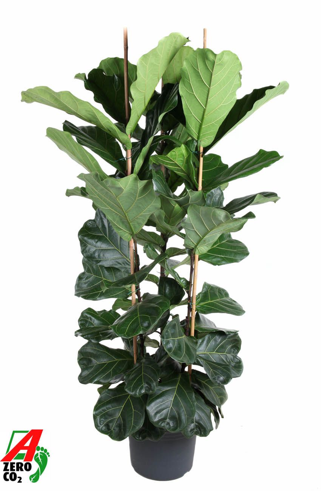 Ficus Lyrata 3PP P40 (NO GAP).
