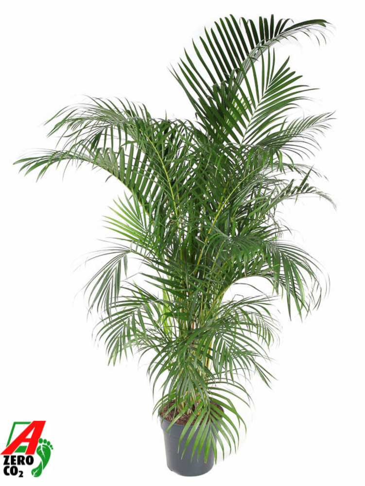 Dypsis Lutescens(Areca) P31-170.