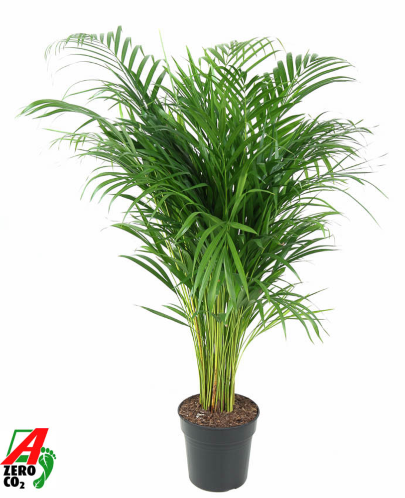 Dypsis Lutescens(Areca) P21-100.