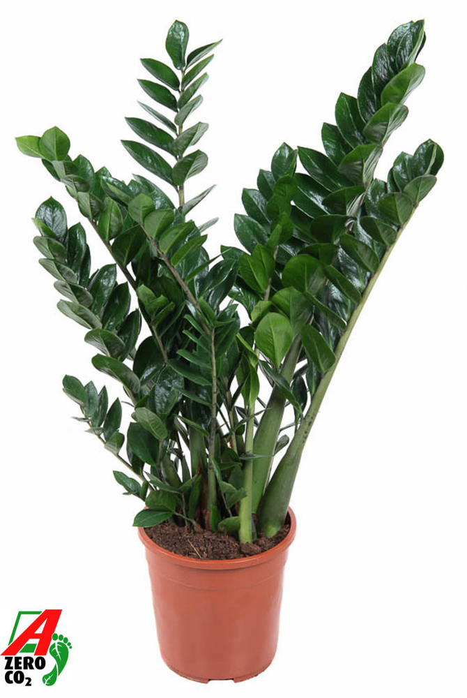 Zamioculcas Zamiifolia P24.