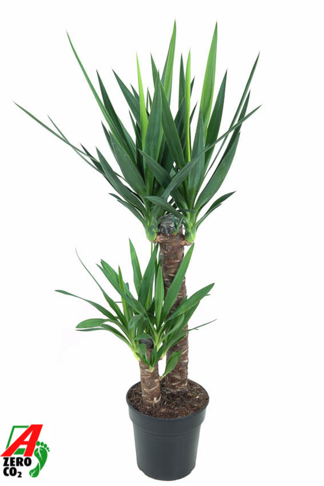 Yucca 60-30.