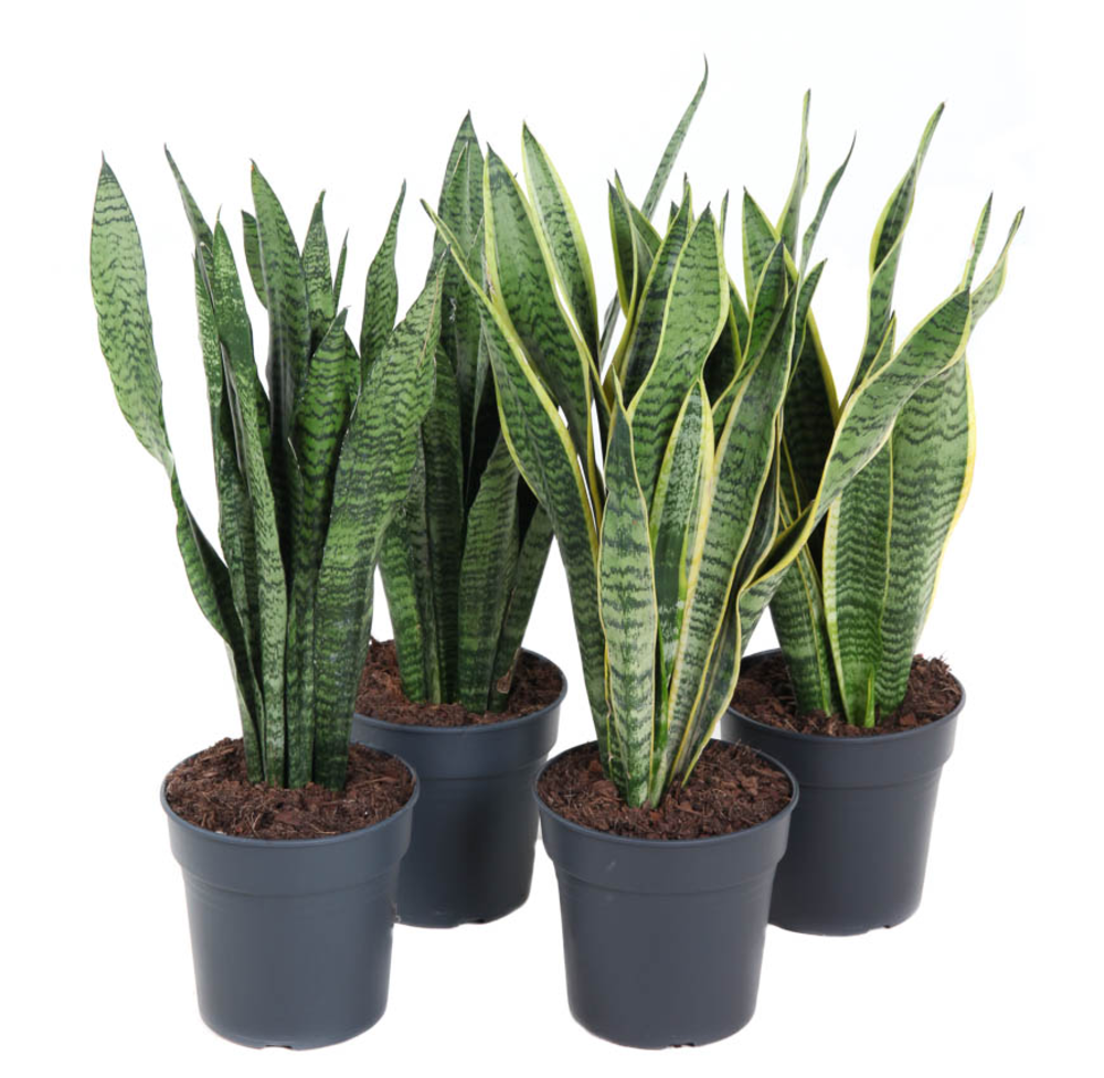 Mix Sansevieria p19.
