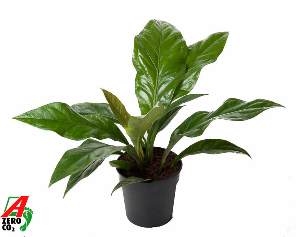 Anthurium Jungle Bush 1PP.