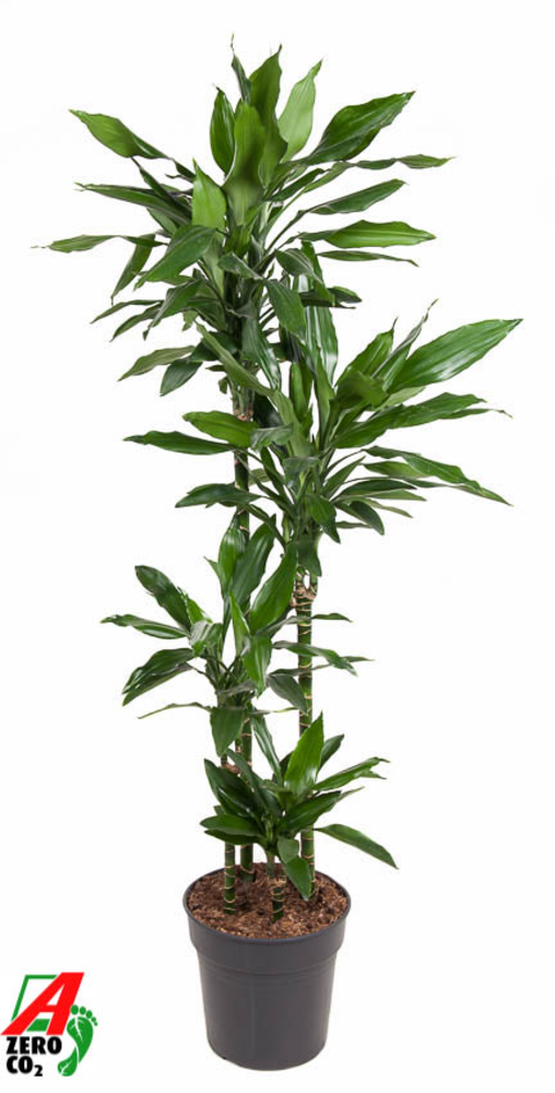 Dracaena Janet Lind 90-60-30-15.