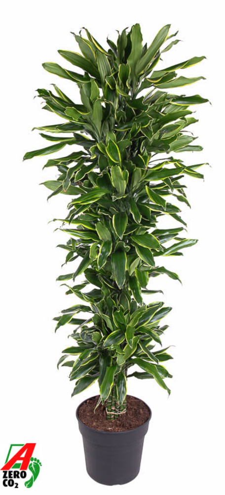Dracaena Gold Coast vertakt P34.