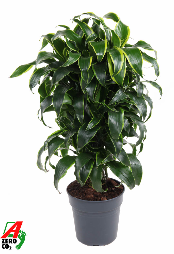 Dracaena Dorado vertakt P24.