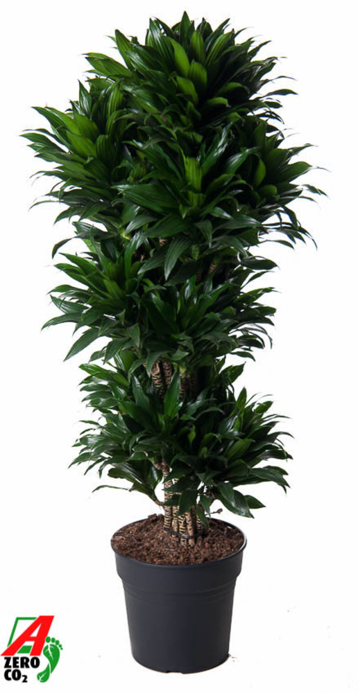 Dracaena Compacta vertakt P31.