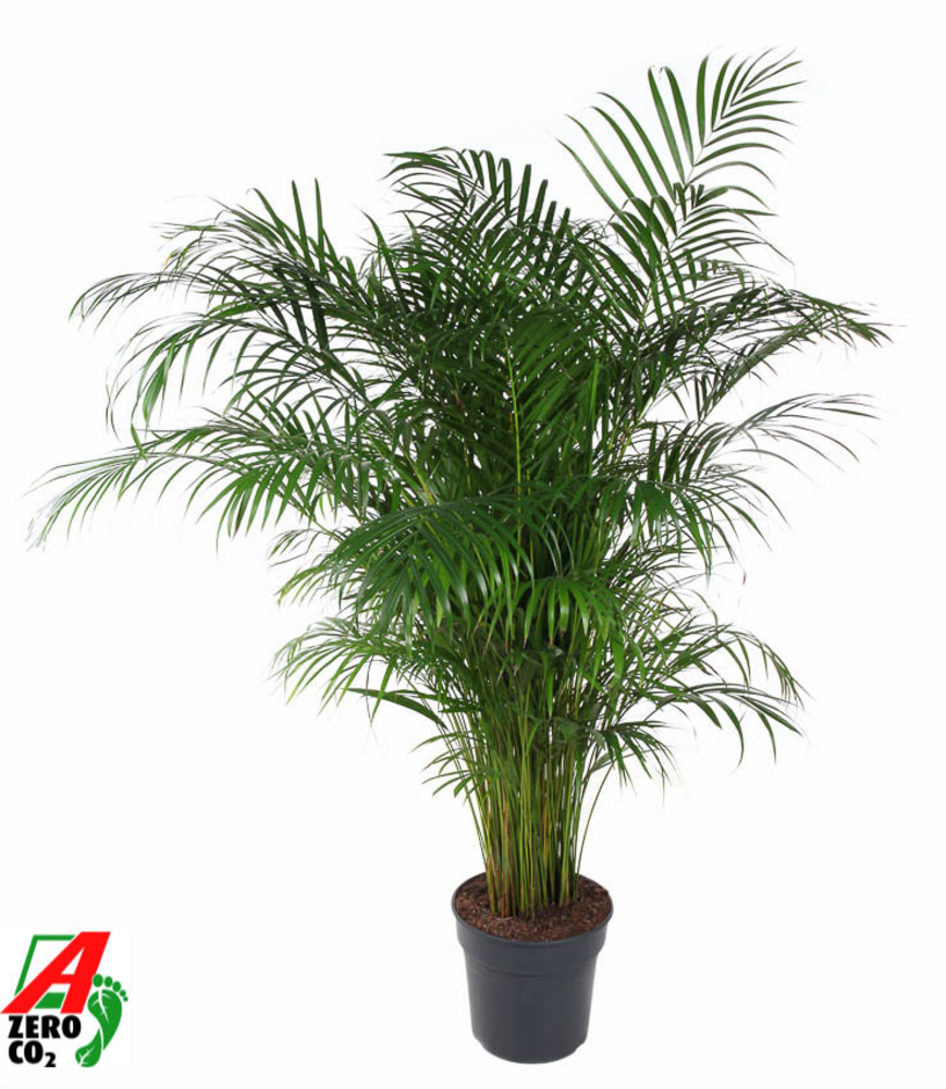 Dypsis Lutescens(Areca) P31-150.