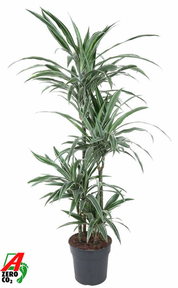 Dracaena Warneckei 90-60-30-15.