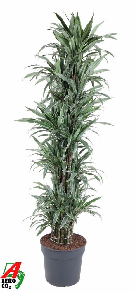 Dracaena Warnckei vertakt P40.
