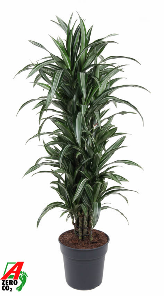 Dracaena Ulises vertakt P31.