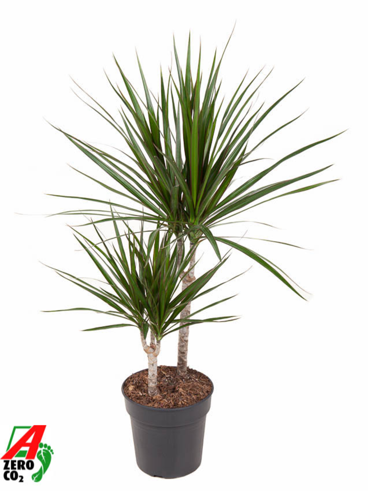 Dracaena Marginata 30-10.