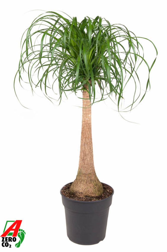 Beaucarnea stam P27 - 2ft.