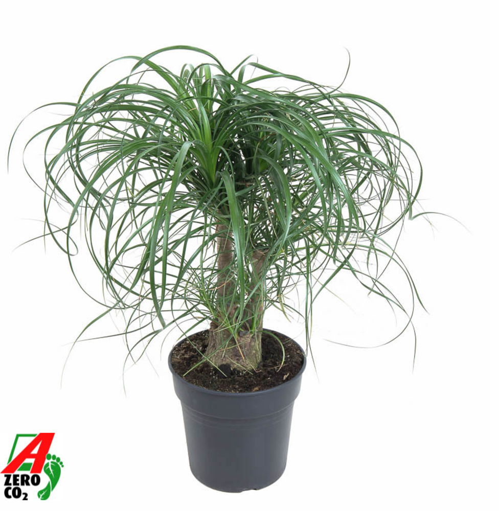 Beaucarnea vertakt P21 - 1ft.