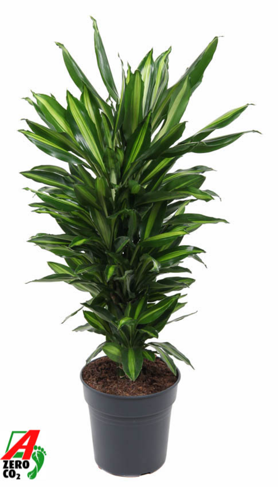 Dracaena Cintho vertakt P24.