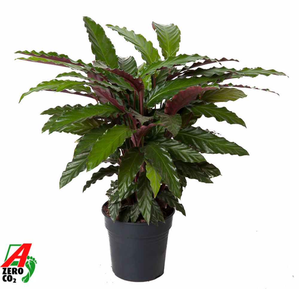 Calathea Wavestar.