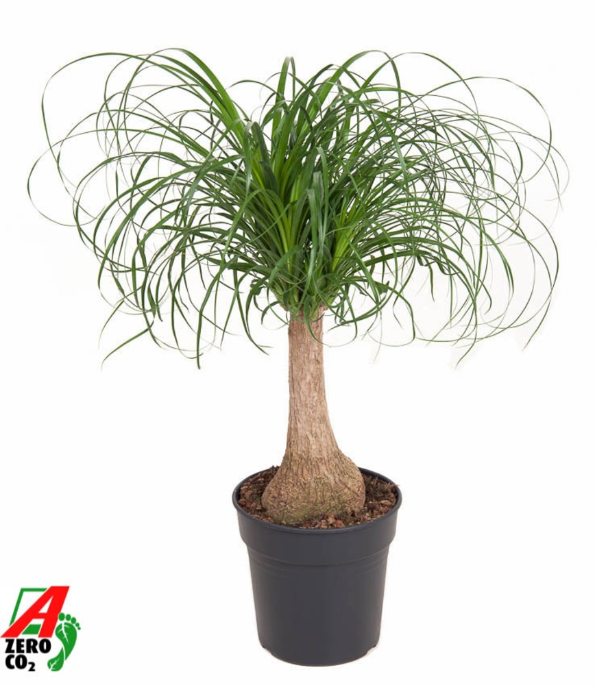 Beaucarnea stam P21 - 1ft.