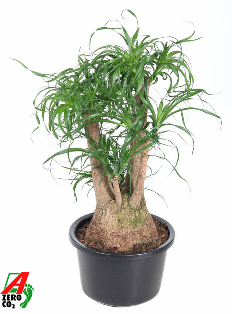Beaucarnea vertakt P38 - 2ft.