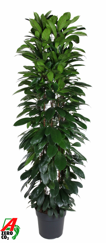 Ficus Cyatistipula zuil P35 (NO GAP).
