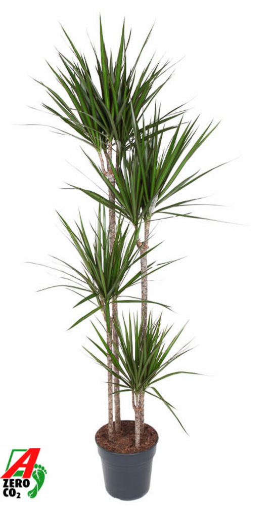 Dracaena Marginata 120-90-60-30.