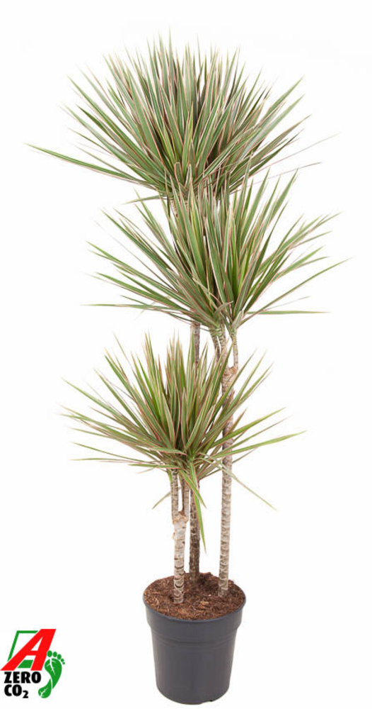Dracaena Bicolor 90-60-30.