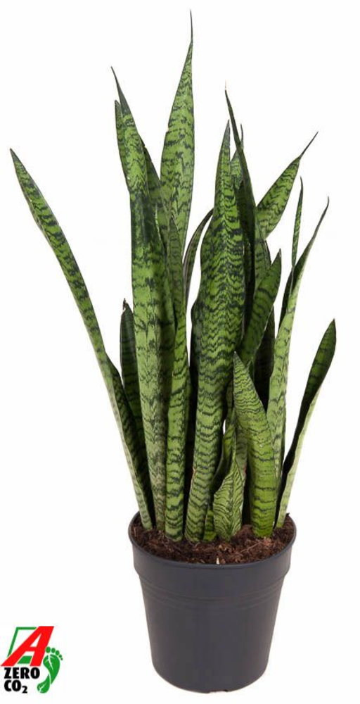 Sansevieria Zeylanica P24.