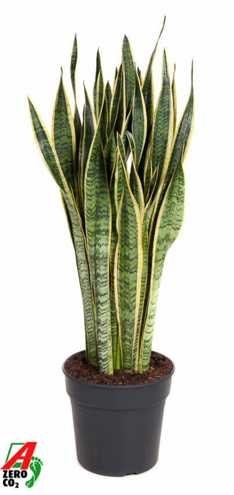 Sansevieria Laurentii P30.