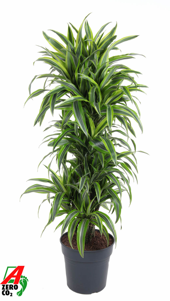 Dracaena Lemon Lime vertakt P31.