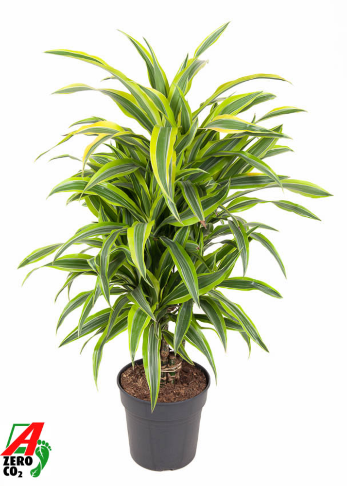 Dracaena Lemon Lime vertakt P24.
