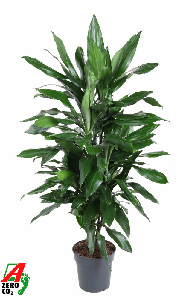 Dracaena Janet Lind vertakt P21.