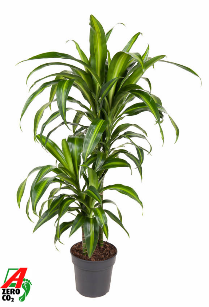 Dracaena Hawaiiana 45-15.