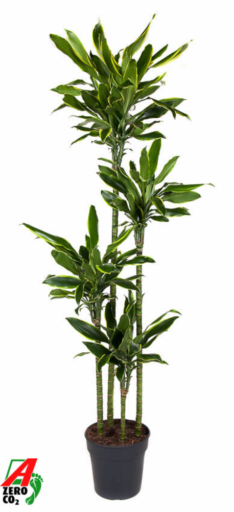 Dracaena Gold Coast 120-90-60-30.