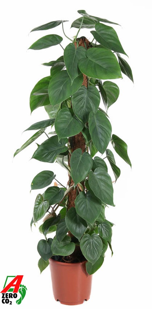 Philodendron Scandens Kratiste P24.