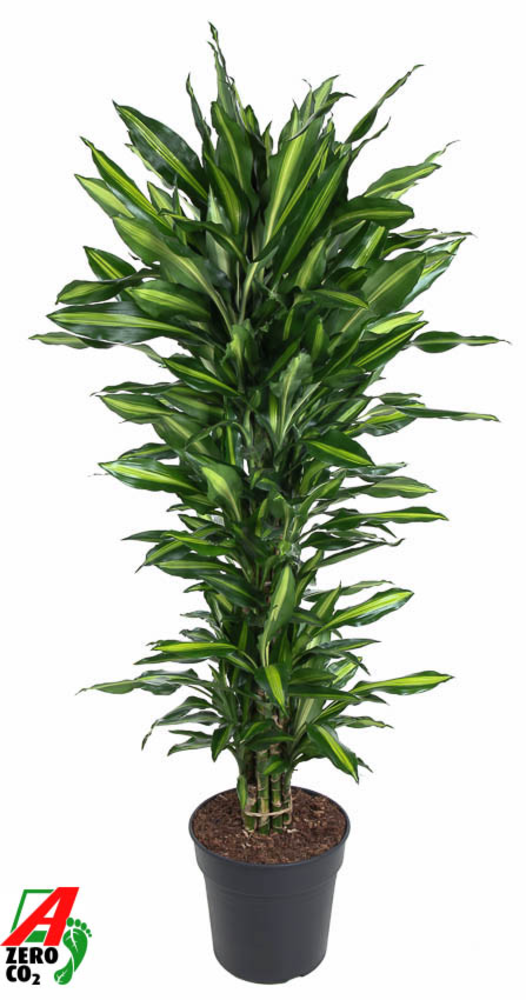 Dracaena Cintho vertakt P31.