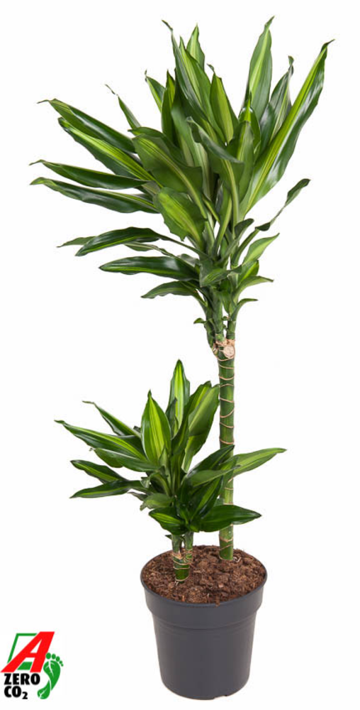 Dracaena Cintho 45-15.
